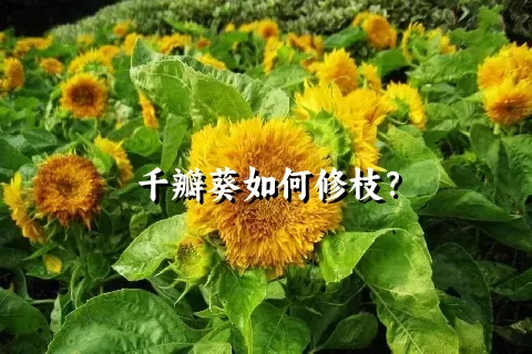 千瓣葵如何修枝？