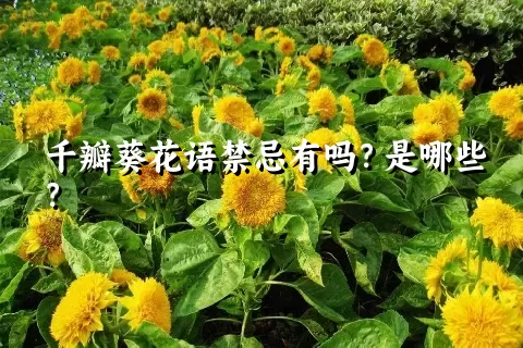 千瓣葵花语禁忌有吗？是哪些？