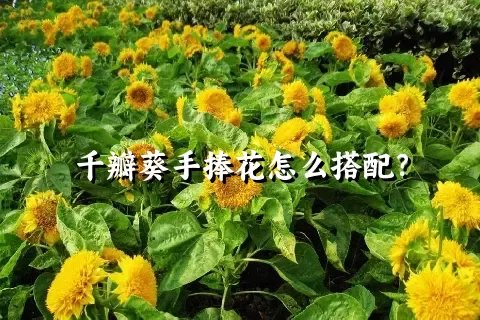 千瓣葵手捧花怎么搭配？