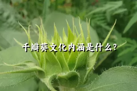 千瓣葵文化内涵是什么？