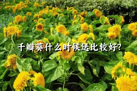 千瓣葵什么时候送比较好？