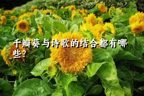 千瓣葵与诗歌的结合都有哪些？