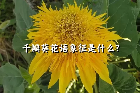 千瓣葵花语象征是什么？