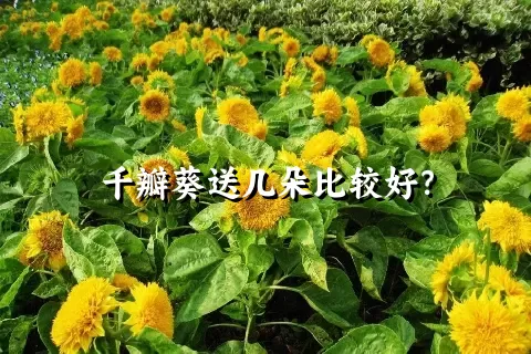 千瓣葵送几朵比较好？