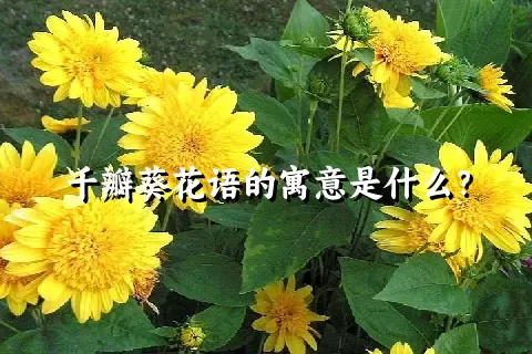 千瓣葵花语的寓意是什么？