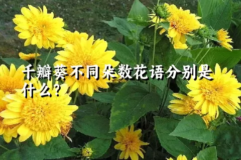 千瓣葵不同朵数花语分别是什么？