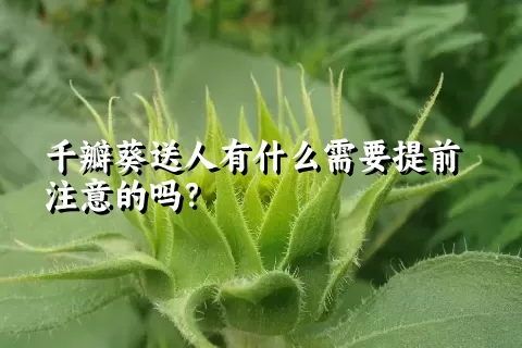 千瓣葵送人有什么需要提前注意的吗？