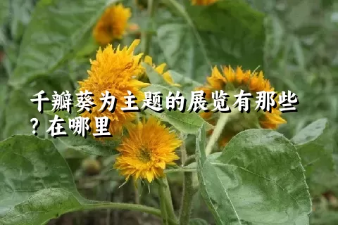 千瓣葵为主题的展览有那些？在哪里