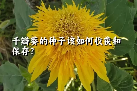 千瓣葵的种子该如何收获和保存？