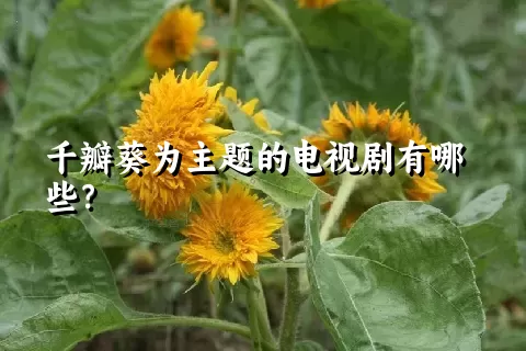 千瓣葵为主题的电视剧有哪些？