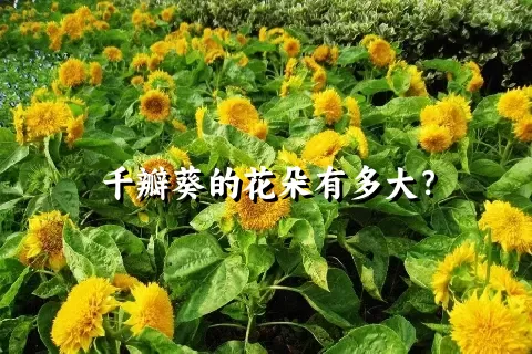 千瓣葵的花朵有多大？