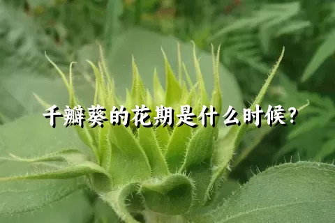 千瓣葵的花期是什么时候？