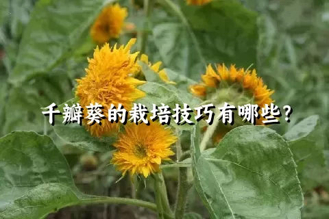 千瓣葵的栽培技巧有哪些？