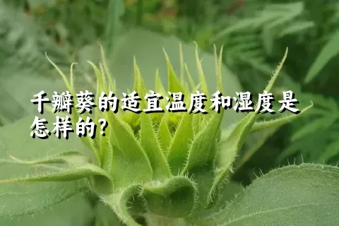 千瓣葵的适宜温度和湿度是怎样的？