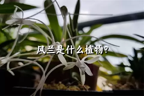 风兰是什么植物？