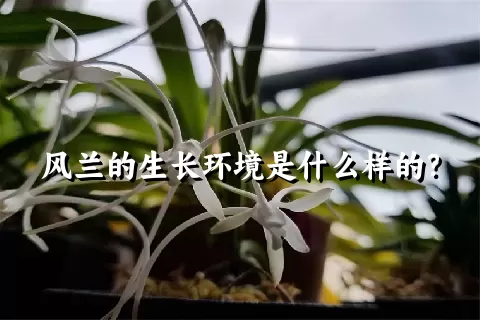 风兰的生长环境是什么样的？