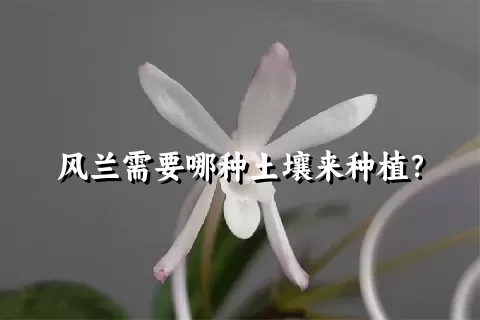 风兰需要哪种土壤来种植？