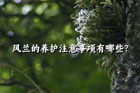 风兰的养护注意事项有哪些？