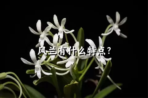 风兰有什么特点？