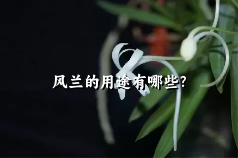 风兰的用途有哪些？