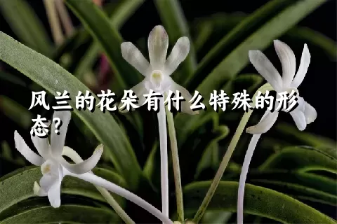 风兰的花朵有什么特殊的形态？