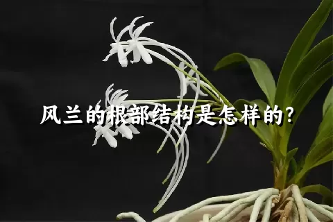 风兰的根部结构是怎样的？