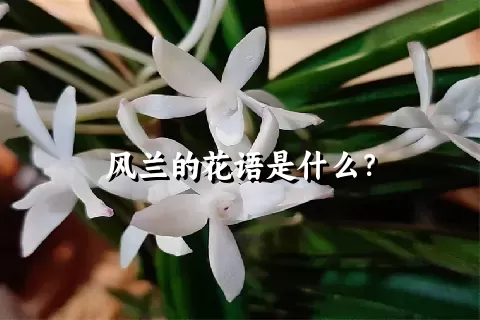 风兰的花语是什么？