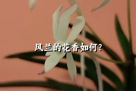 风兰的花香如何？