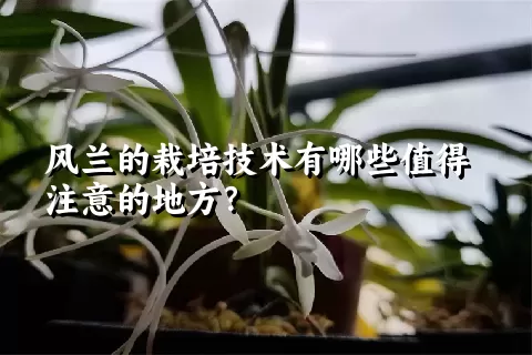 风兰的栽培技术有哪些值得注意的地方？