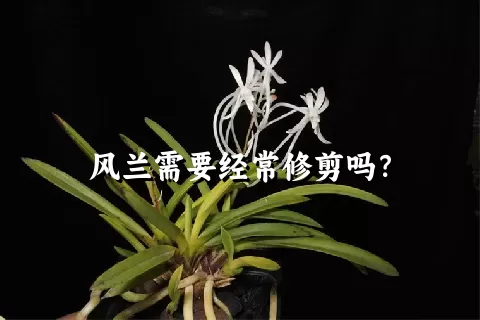 风兰需要经常修剪吗？