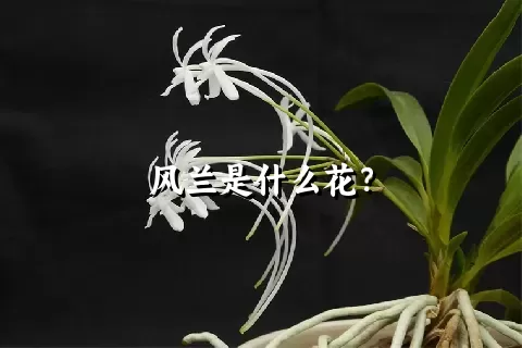 风兰是什么花？