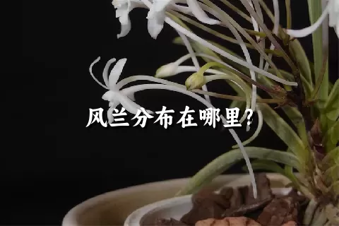 风兰分布在哪里?