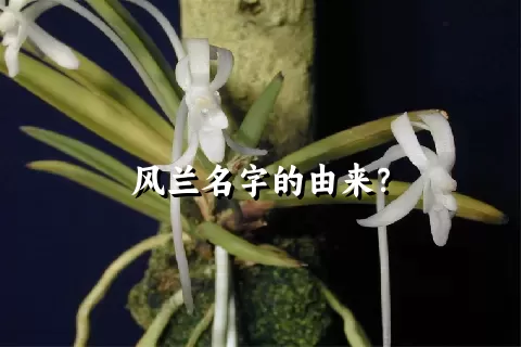 风兰名字的由来？