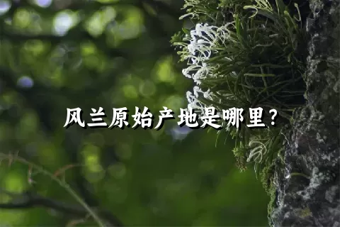 风兰原始产地是哪里？