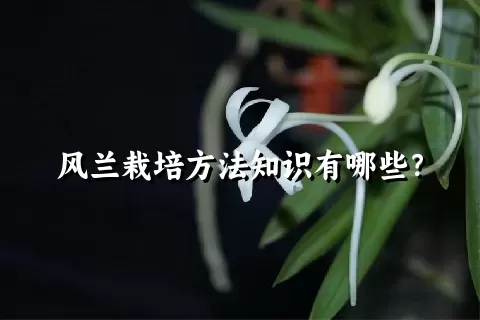 风兰栽培方法知识有哪些？