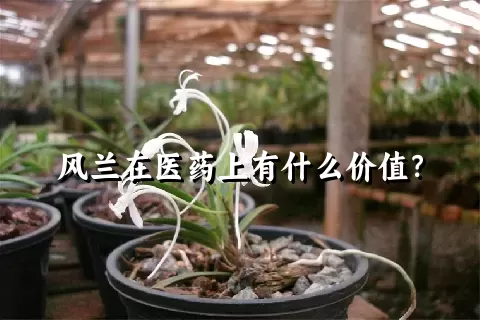 风兰在医药上有什么价值？