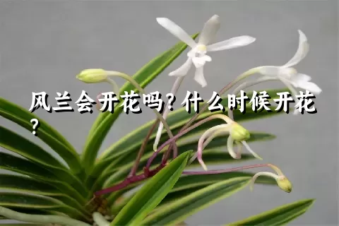 风兰会开花吗？什么时候开花？