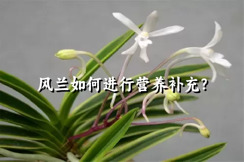 风兰如何进行营养补充？