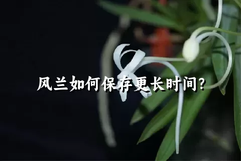 风兰如何保存更长时间？