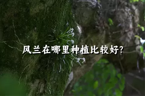 风兰在哪里种植比较好？