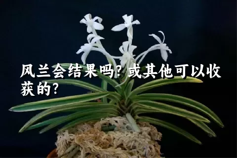 风兰会结果吗？或其他可以收获的？