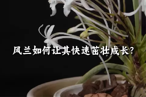 风兰如何让其快速茁壮成长？