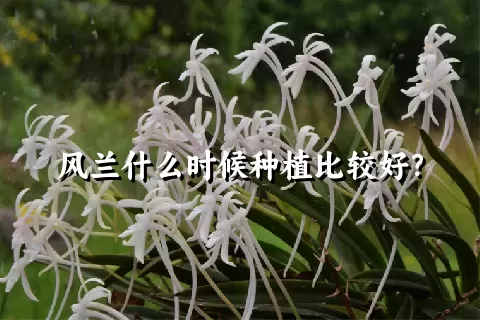 风兰什么时候种植比较好？