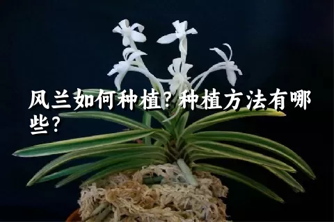 风兰如何种植？种植方法有哪些？