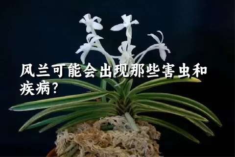 风兰可能会出现那些害虫和疾病？