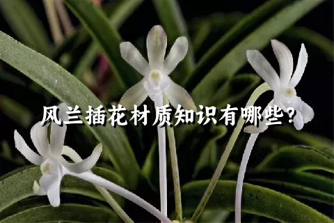 风兰插花材质知识有哪些？