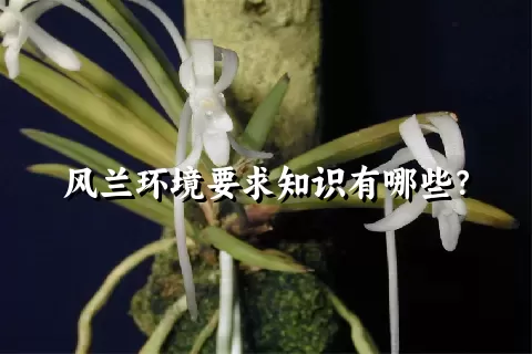 风兰环境要求知识有哪些？