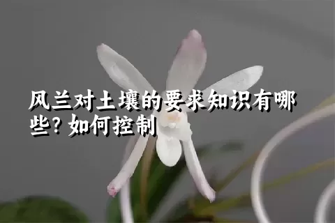 风兰对土壤的要求知识有哪些？如何控制