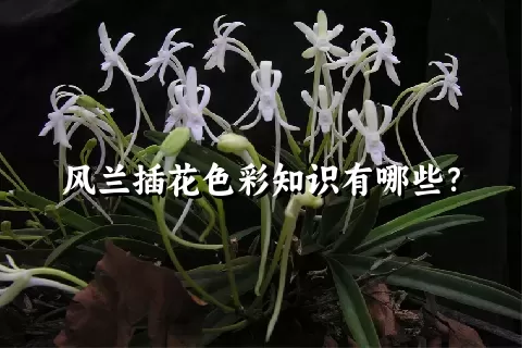 风兰插花色彩知识有哪些？