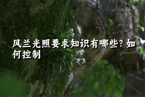 风兰光照要求知识有哪些？如何控制